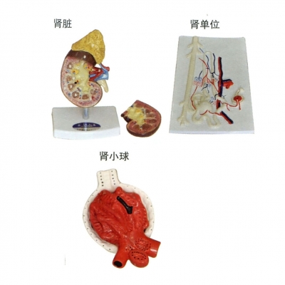 腎臟、腎單位、腎小球放大模型